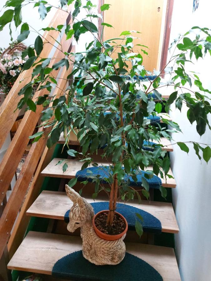 شقة بتوي  في Apartma Reich المظهر الخارجي الصورة